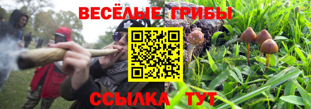 Галлюциногенные грибы Psilocybe Миасс